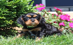 Cavalier King Charles Spaniel dogs for sale: Hope - Image 18