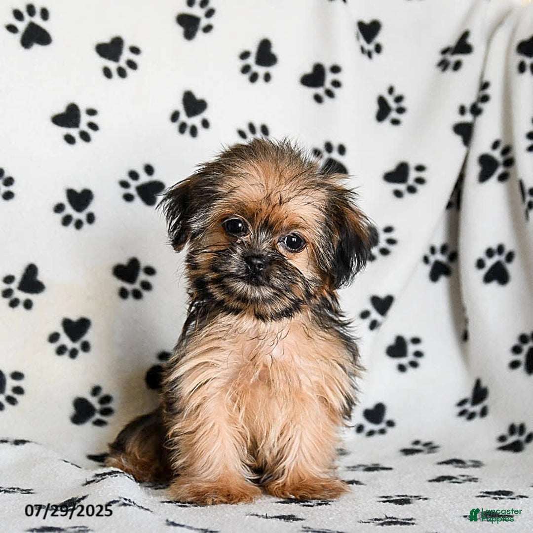 Shorkie dogs for sale: Huck - Image 17