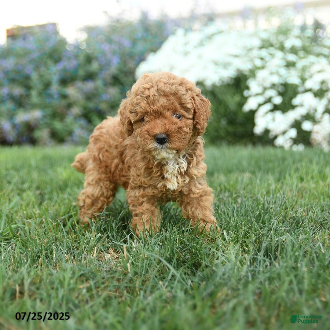 Toy Poodle dogs for sale: Maple - Image 4