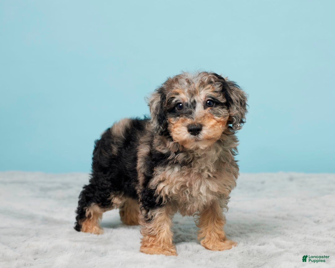 Miniature Poodle dogs for sale: Sage - Image 2