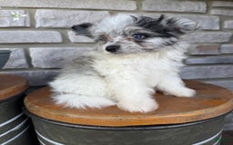 Pomapoo dogs for sale: Maverick - Image 11