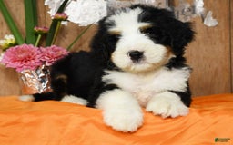 Bernedoodle dogs for sale: Dustin - Image 2