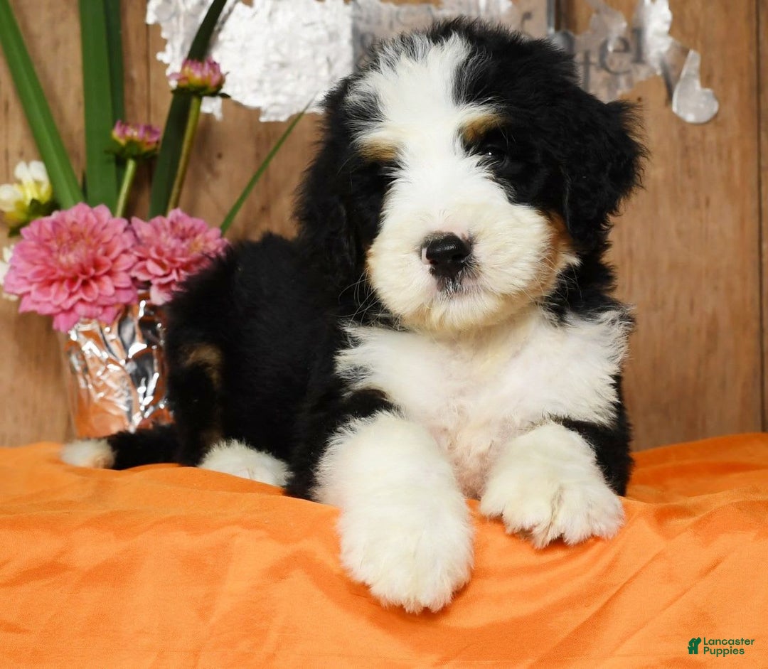 Bernedoodle dogs for sale: Dustin - Image 2