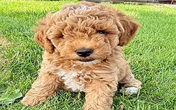Miniature Poodle dogs for sale: Carmon - House Raised - Image 5