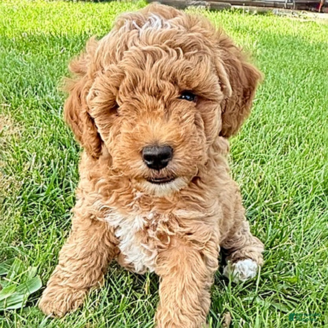 Miniature Poodle dogs for sale: Carmon - House Raised - Image 5