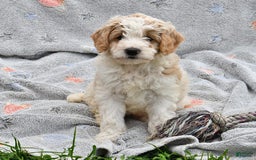 Mini Goldendoodle dogs for sale: Dallas - Image 3