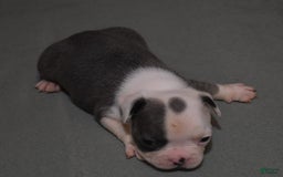 French Bulldog dogs for sale: SKIP BLUE AND WHITE - Image 2