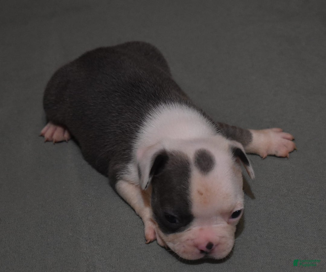 French Bulldog dogs for sale: SKIP BLUE AND WHITE - Image 2