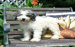 Mini Bernedoodle dogs for sale: Margo - Image 2