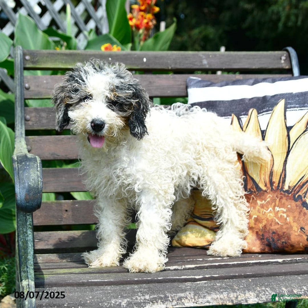 Mini Bernedoodle dogs for sale: Margo - Image 2