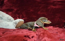 Miniature Dachshund dogs for sale: PUDDIN - Image 1