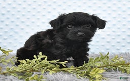 Havapoo dogs for sale: Brittany - Image 1