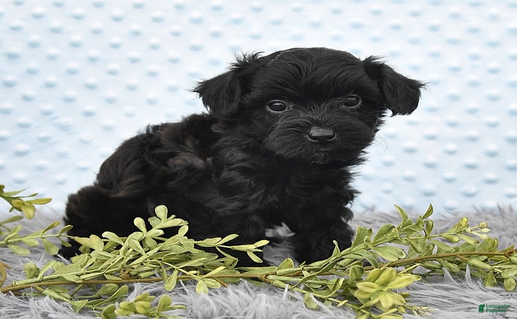 Havapoo dogs for sale - Ad 4