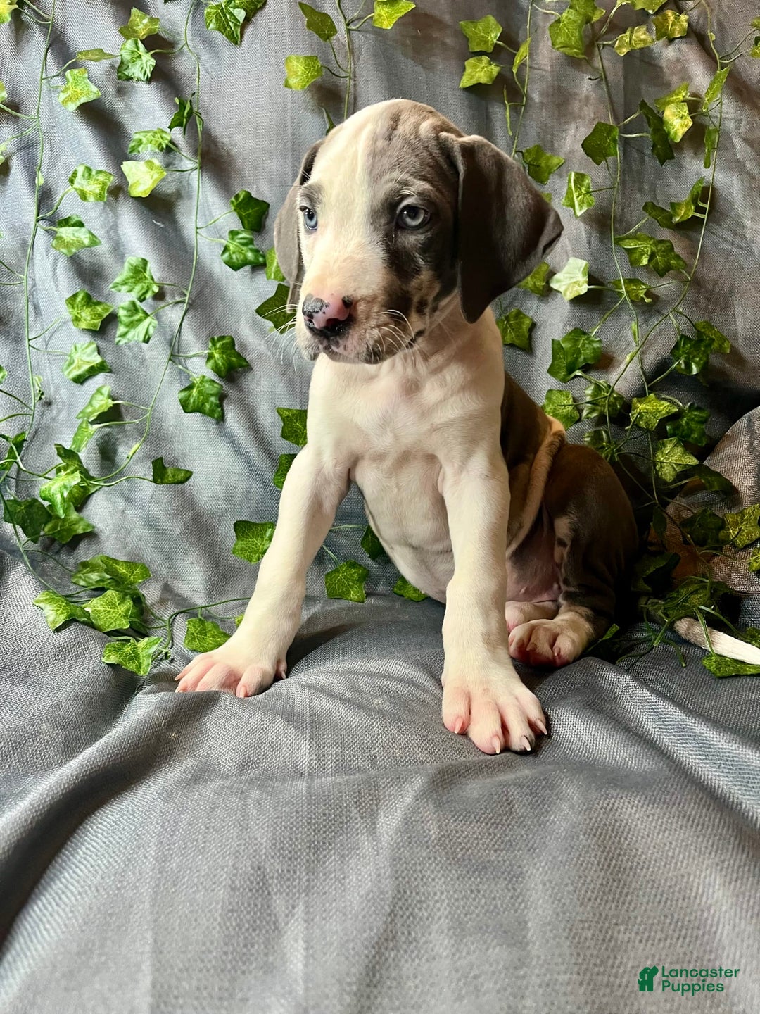 Great Dane dogs for sale: Sally Akc Harlequin - Image 5