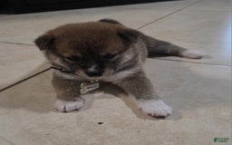 Shiba Inu dogs for sale: Milo - Image 1
