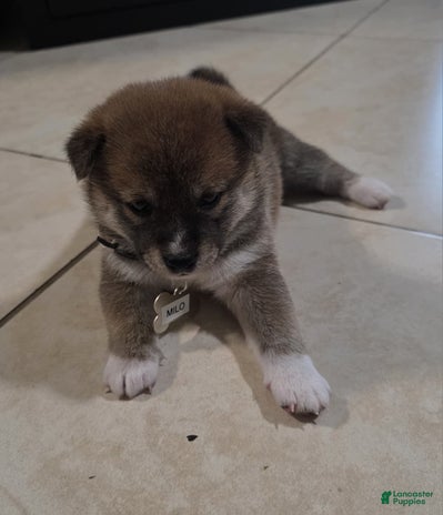 Shiba Inu dogs for sale - Ad 4
