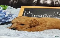 Mini Goldendoodle dogs for sale: Beanie Baby - Image 2
