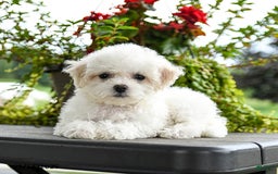 Bichon Frise dogs for sale: Peaches - Image 3