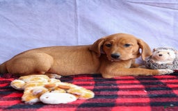 Beagle dogs for sale: Chief - Image 9