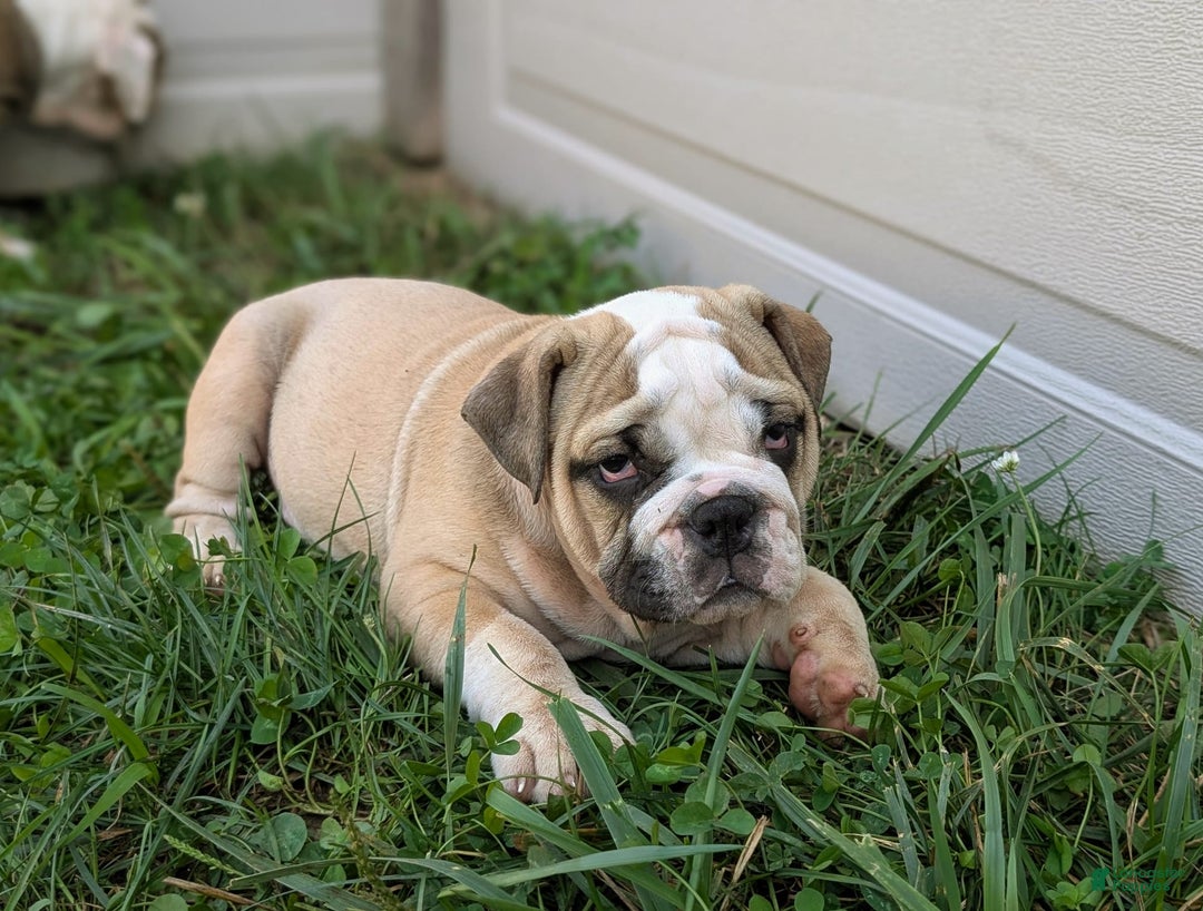Olde English Bulldogge dogs for sale: Gillian - Image 16