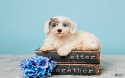 Miniature Poodle dogs for sale: Leo - Image 1