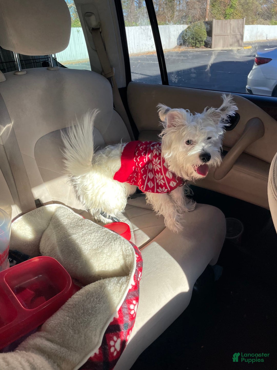 West Highland Terrier dogs for sale: Bruno - Image 6