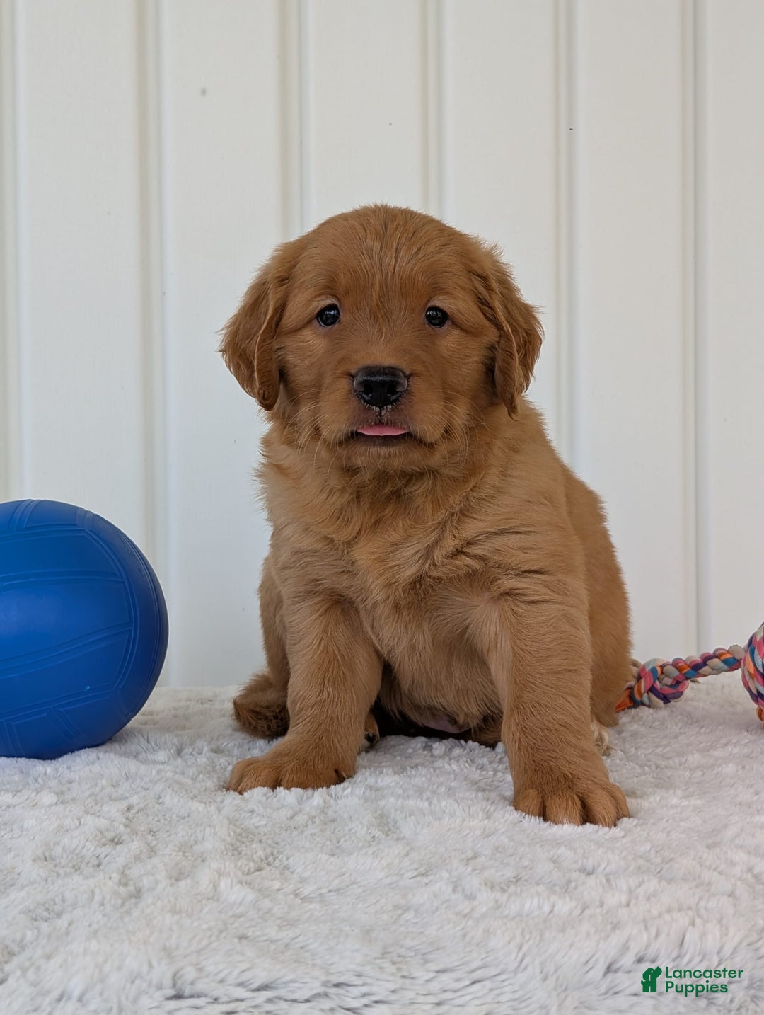 Golden Retriever dogs for sale: Parker - Image 3