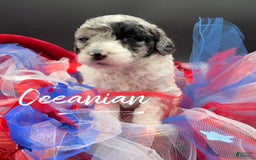 Miniature Poodle dogs for sale: Oceanian - Image 2