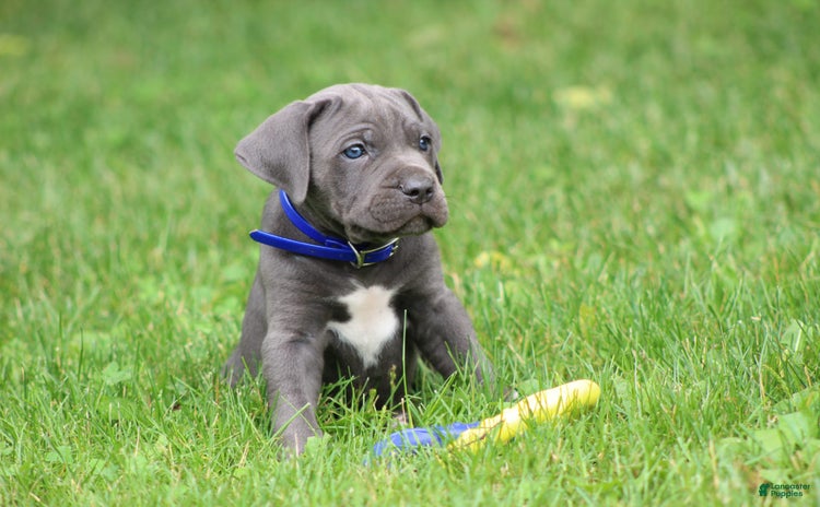 Cane Corso dogs - Advert 18