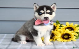 Siberian Husky dogs for sale: Cassandra - Image 9