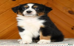 Australian Shepherd dogs for sale: Allie - Image 1