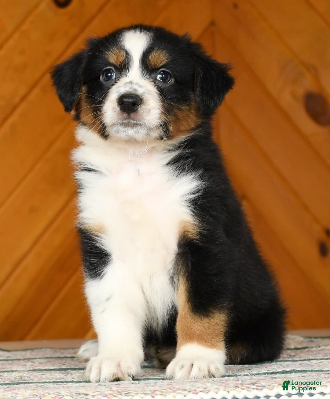 Australian Shepherd dogs for sale: Allie - Image 1