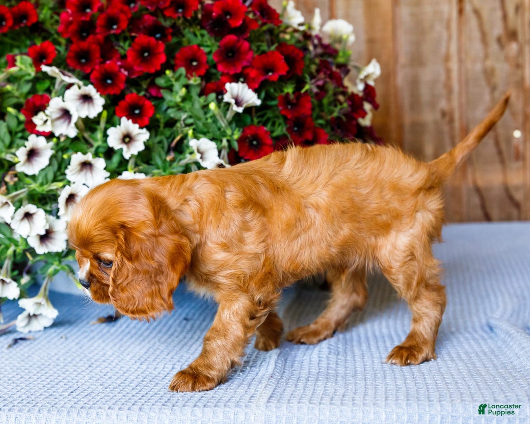 Cavalier King Charles Spaniel dogs for sale: Nicky - Image 4