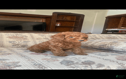 Toy Poodle dogs for sale: Boy A - Image 3