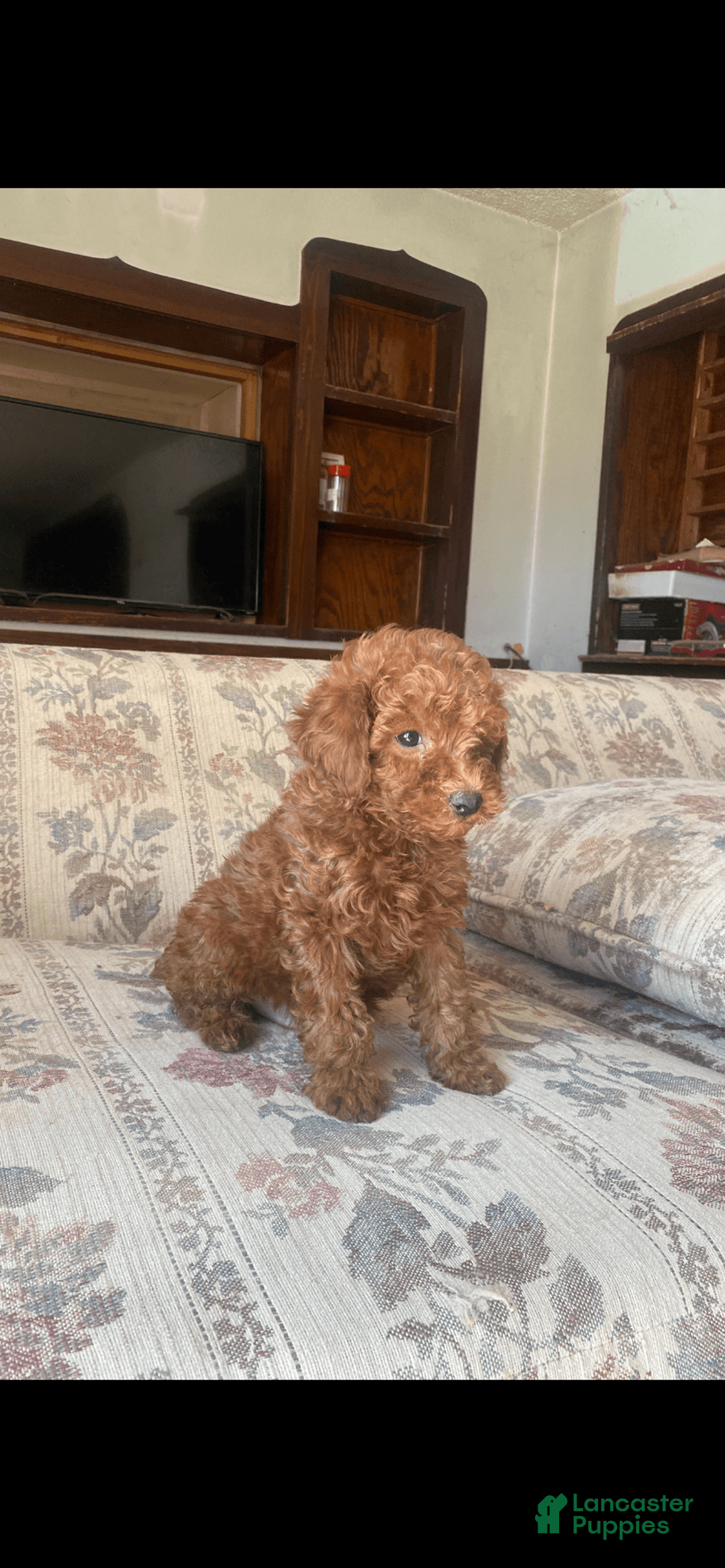 Toy Poodle dogs for sale: Boy A - Image 3