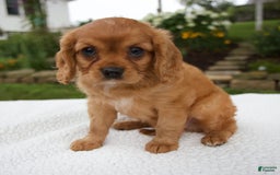 Cavalier King Charles Spaniel dogs for sale: Griffin - Image 1