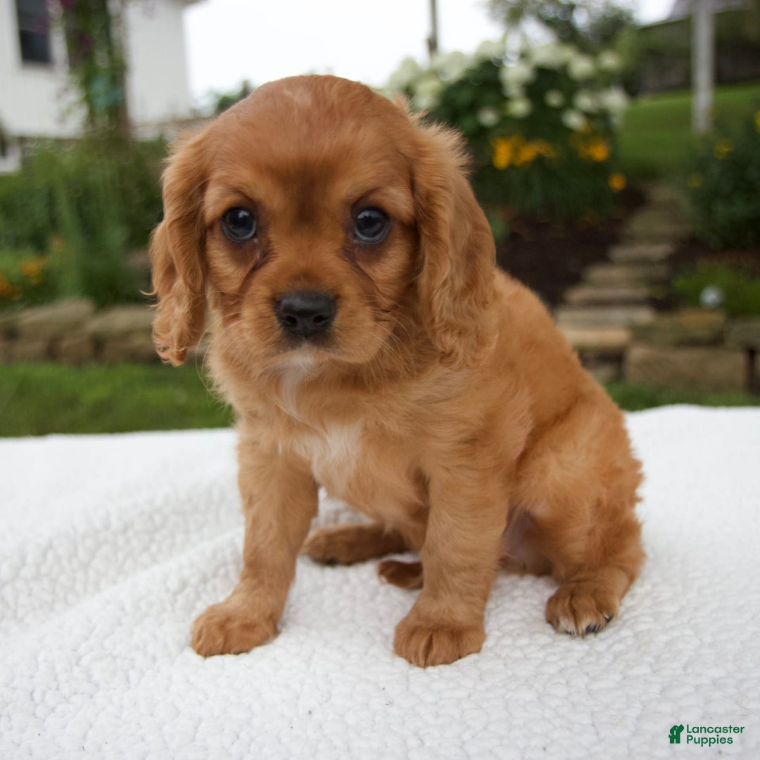 Cavalier King Charles Spaniel dogs for sale: Griffin - Image 1