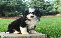 Mini Bernedoodle dogs for sale: Pepper - Image 8