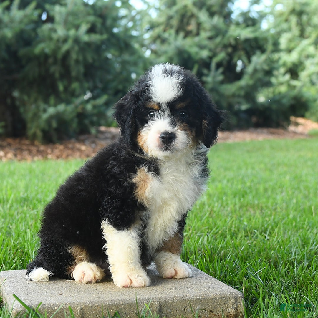 Mini Bernedoodle dogs for sale: Pepper - Image 8