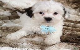 Teddy Bear dogs for sale: Terry - Image 5
