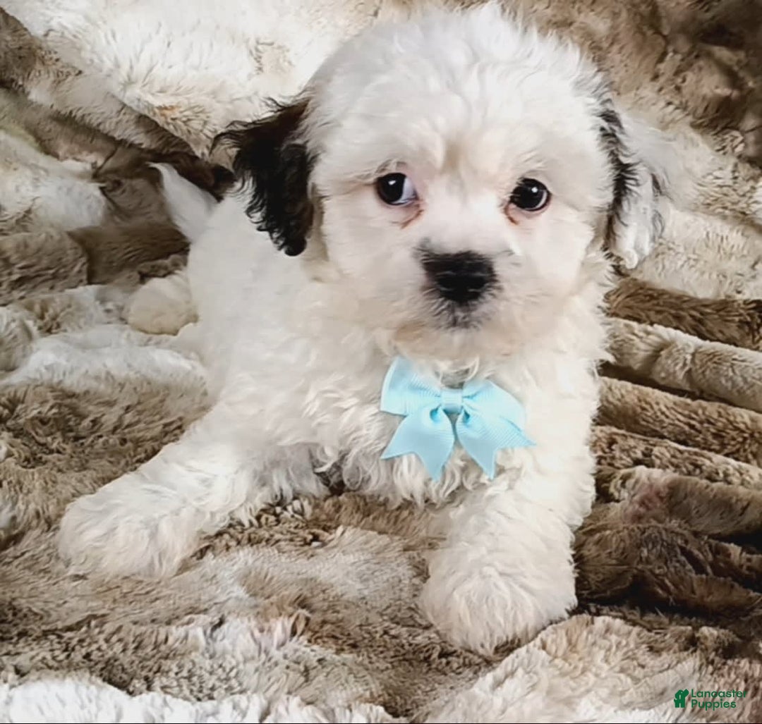 Teddy Bear dogs for sale: Terry - Image 5