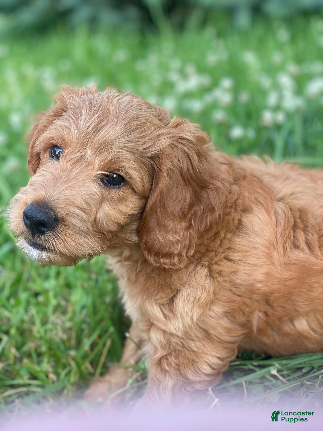 Mini Goldendoodle dogs for sale: Elvis - Image 2
