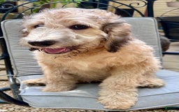Bernedoodle dogs for sale: F1b Standard Bernedoodle - Image 9