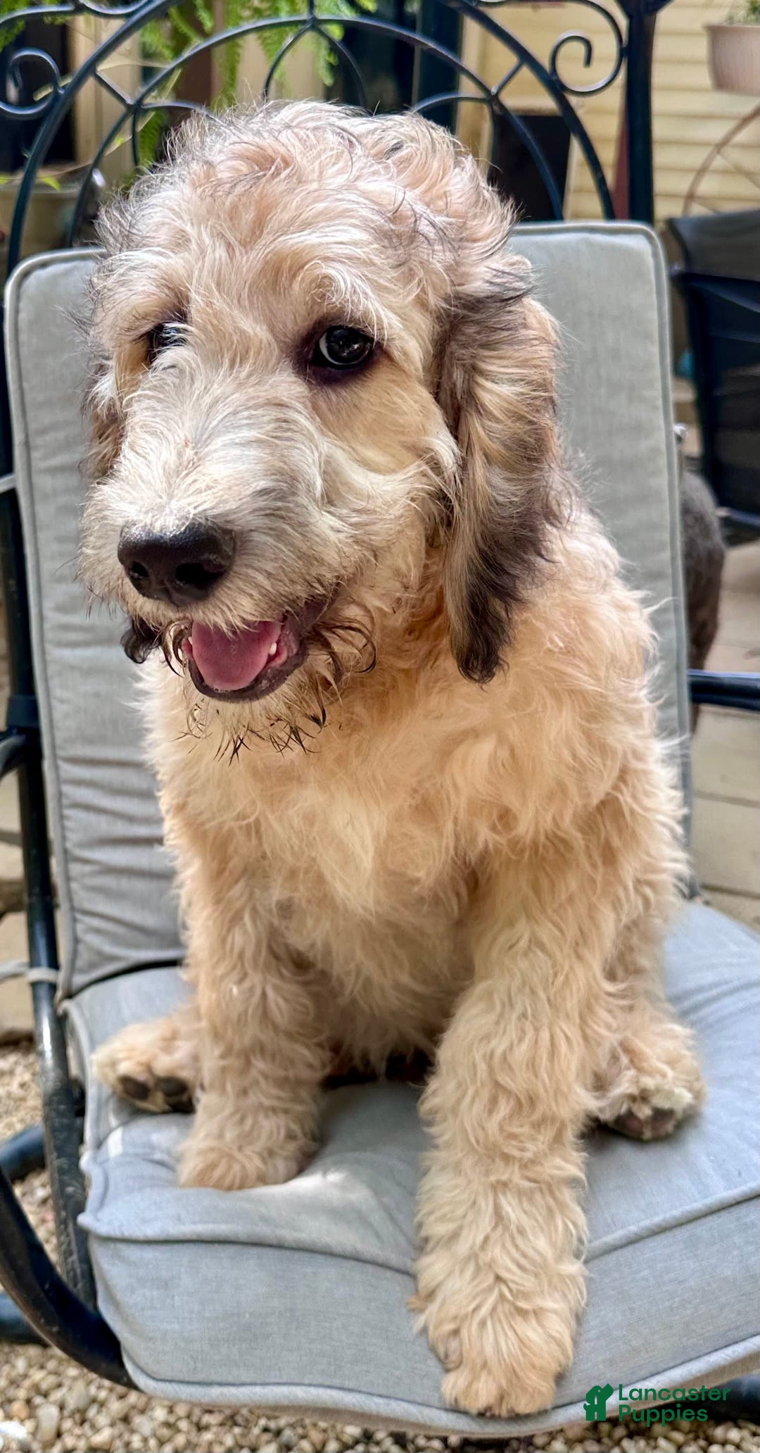 Bernedoodle dogs for sale: F1b Standard Bernedoodle - Image 9