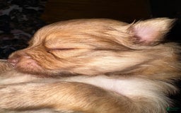 Pomeranian dogs for sale: Jake - Image 8