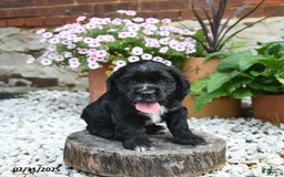 Cocker Spaniel dogs for sale: Cobalt - Image 4