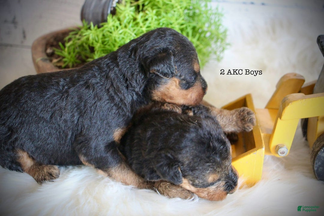 Airedale Terrier dogs for sale: Adam - Image 3