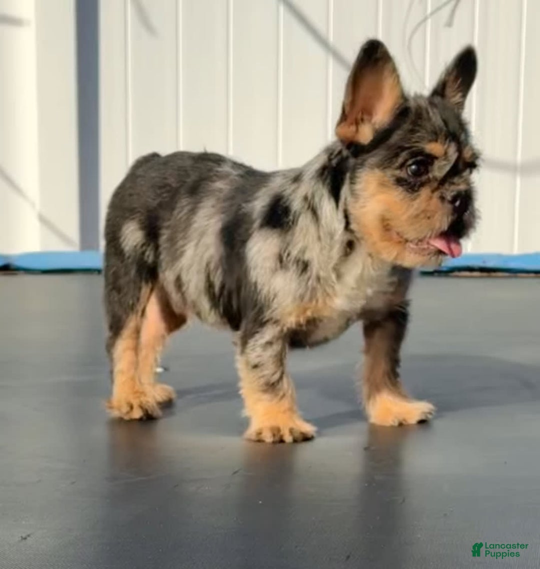French Bulldog dogs for sale: Hay Wire - Image 10