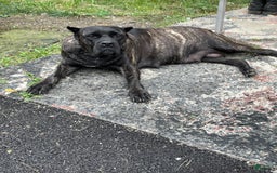 Cane Corso dogs for sale: Isis - Image 5