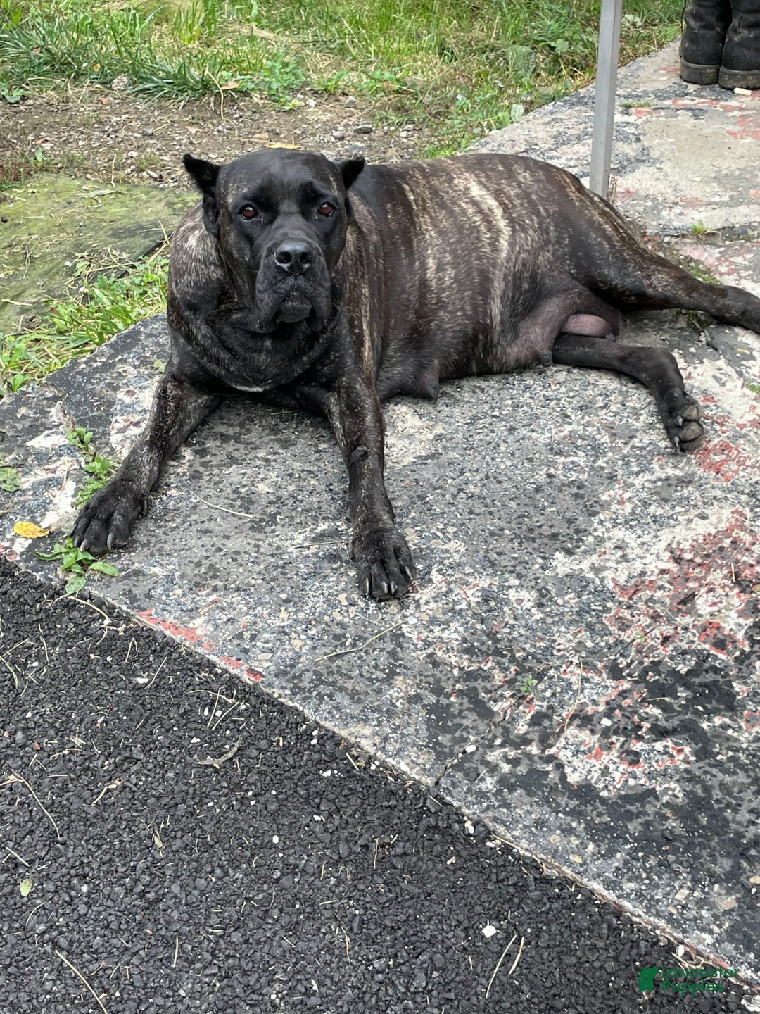 Cane Corso dogs for sale: Isis - Image 5